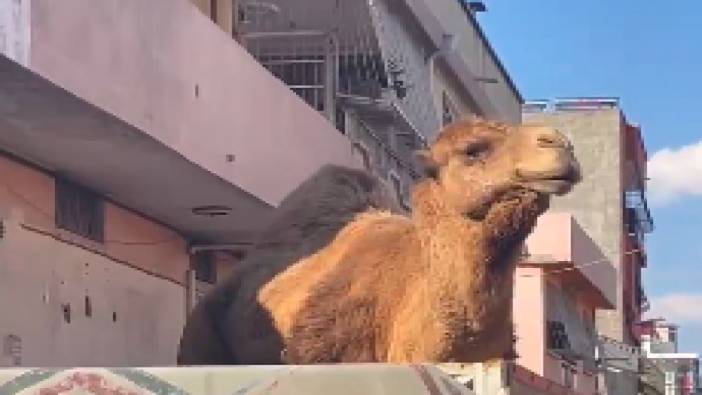 Adana'da ruhsatsız kasap deve kesip satacaktı, yakalandı