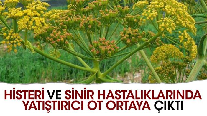 Histeri ve sinir hastalıklarında yatıştırıcı ot ortaya çıktı