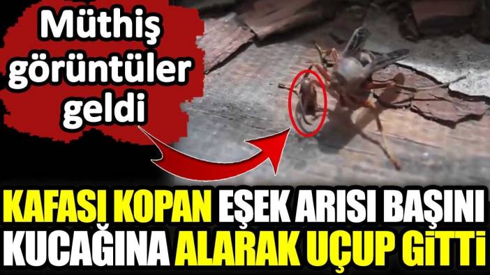 Kafası kopan eşek arısı başını kucağına alarak uçup gitti. Müthiş görüntüler geldi