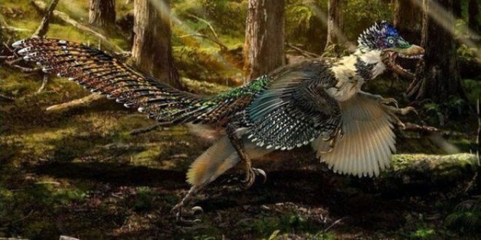 Dinozor Velociraptor'un atası kanatlı ejderha