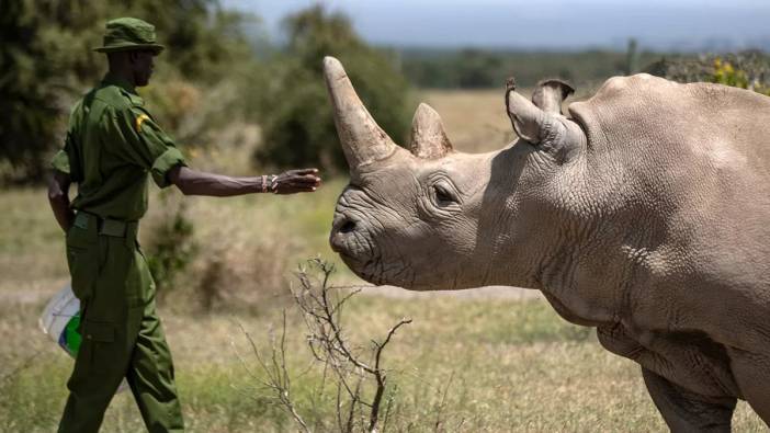 Güney Afrika'da geçen yıl nesli tükenme tehdidi altındaki 499 gergedan katledildi