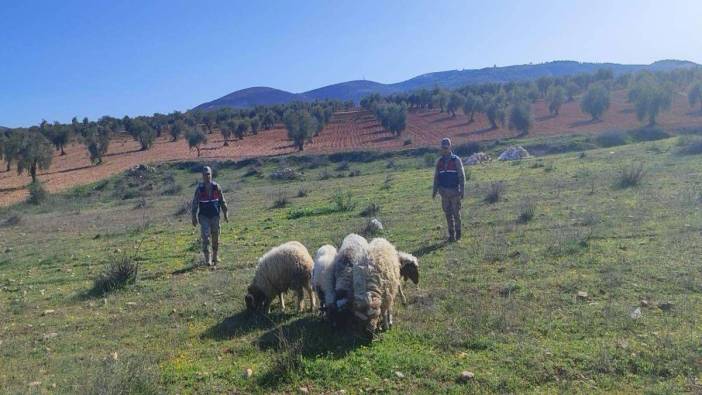 Jandarma kaybolan koyunların peşine düştü