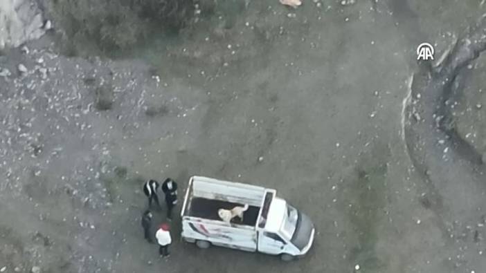 Köpek dövüştürenlere drone destekli operasyon