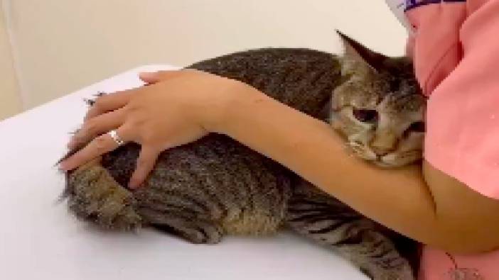 Veterinere götürülen kedinin veteriner hekim gelince korkusunu gizleyemediği anlar viral oldu