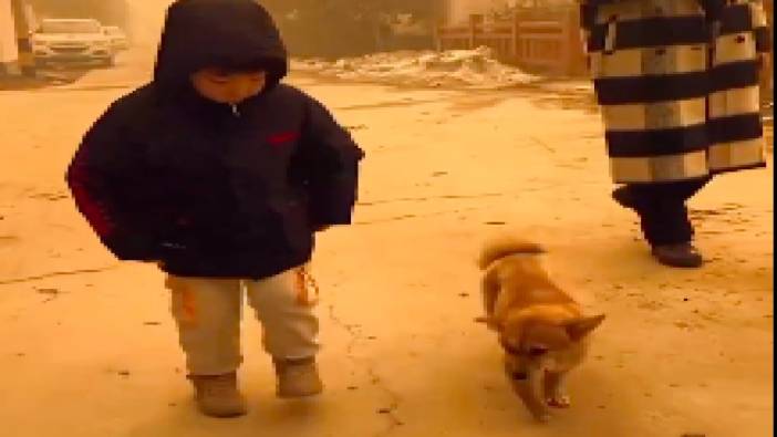 Minik köpek ve dostunun eğlenceli dansı sosyal medyada büyük beğeni topladı