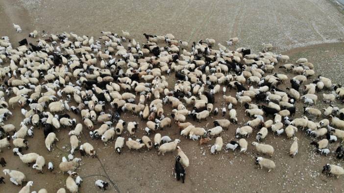 500 koyun yavrusu ile böyle buluştu