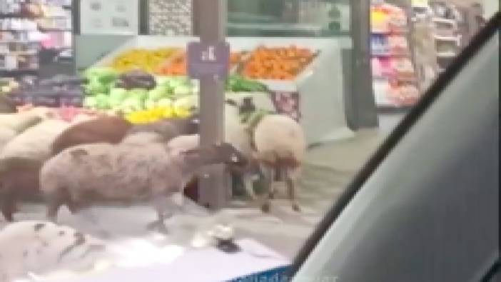 Koyun sürüsü Adana'da zincir marketin tüm sebze ve meyvelerini yedi