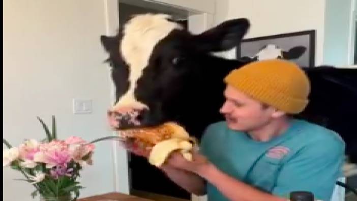 'Evde inek beslenir mi?' sorusunun cevabı bu videoda