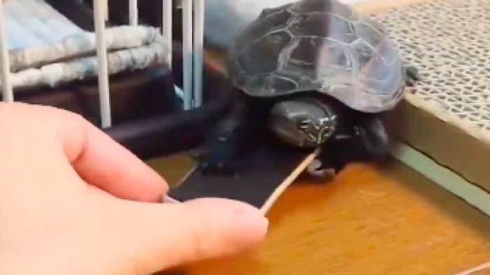 Kaykay kullanmayı öğrenen kaplumbağa ortalığını tozunu attırdı