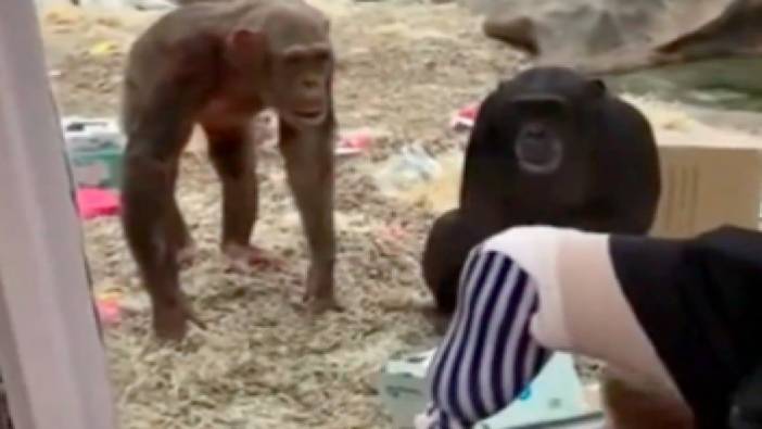 Şempanzenin protez bacağı görünce yaşadığı şaşkınlık izleyenleri güldürdü
