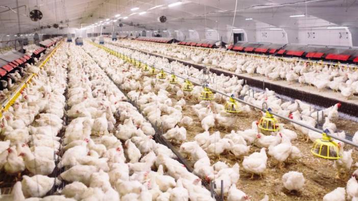 Dünyanın en büyük tavuk firmasını Türk rakibi satın alıyor. Sektörde bomba etkisi yaptı