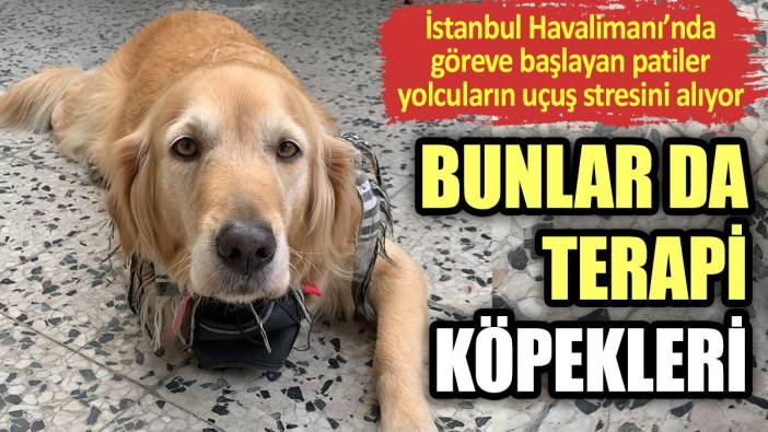 Bunlar da terminal köpekleri. İstanbul Havalimanı'nda göreve başlayan patiler yolcuların uçuş stresini alıyor