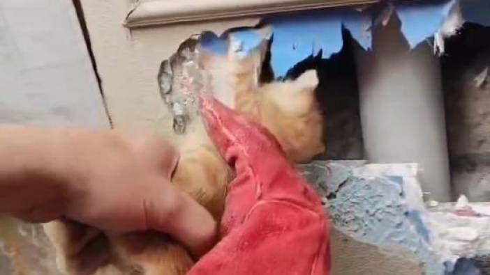 Duvara sıkışan kediyi itfaiye kurtardı