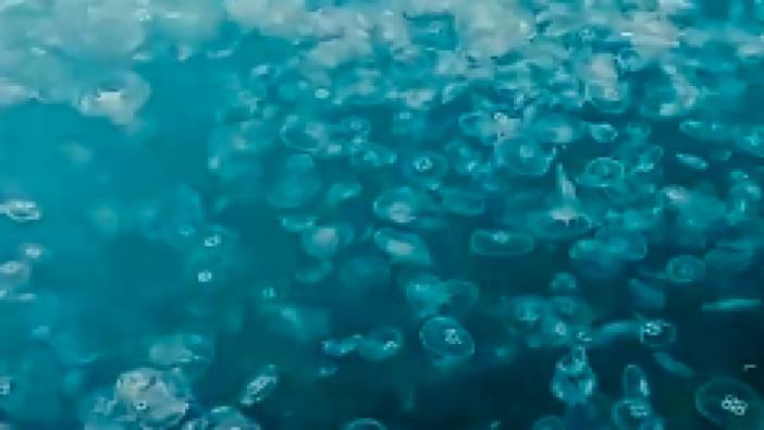 Beykoz kıyılarını kaplayan denizanaları görenleri şaşırttı