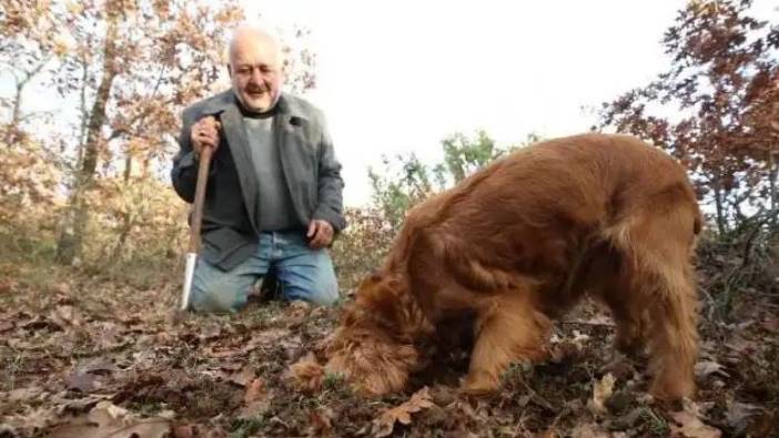 Ormanda iki köpeği buluyor kilosunu 2 bin 460 TL'ye satıyor. Günde 7 kilo da bulduğu oluyor