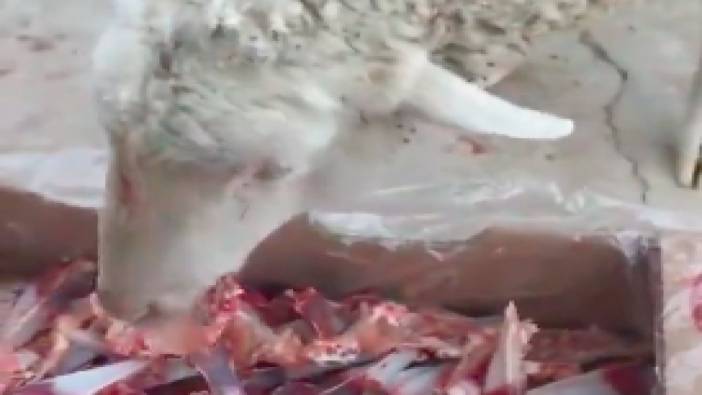Et yiyen koyunun videosu sosyal medyada gündem oldu
