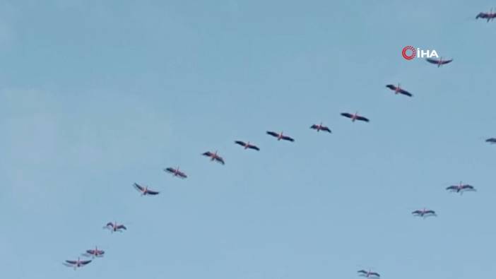 Bursa semalarında pelikan sürüsü görüntülendi