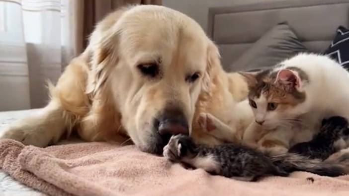 Köpekten insanlar gibi lohusa ziyareti: Yeni doğum yapan kedi arkadaşını ziyaret etti