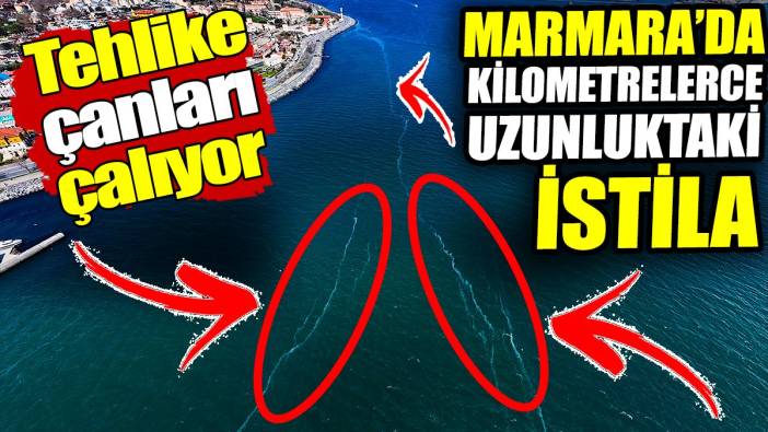 Kilometrelerce uzunluktaki istila Marmara'yı sardı! Tehlike çanları çalıyor