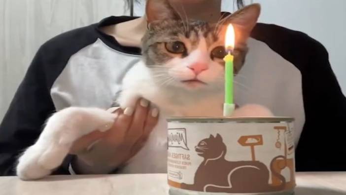 Önce sokaktan kurtardı sonra doğum gününü kutladı: Sevimli kedinin pasta şaşkınlığı