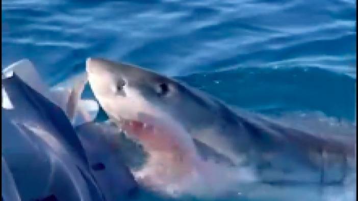 Köpek balığı, botla balık tutmaya çalışan aileye saldırdı