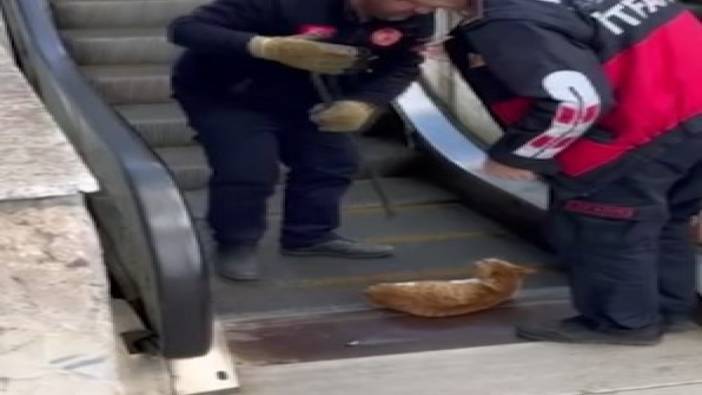 Acı acı miyavladı: Sarman kedi patisini yürüyen merdivene kaptırdı