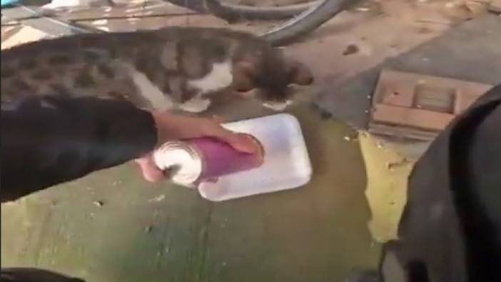Moto kuryeden hamile kediye yaş mama teslimatı