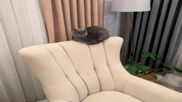 Ev kedisi dile geldi: Sahibine 'hayır' diyen kedi viral oldu!