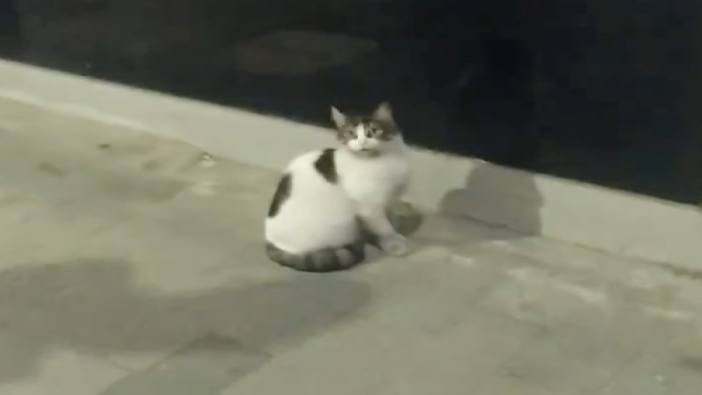 Şişli'deki zincir markette gezen kedi market taşınınca kapıda kaldı