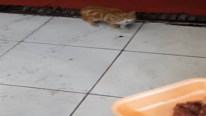 Acıkan yavru kedi kasabın önüne gelip miyavladı 'İş yerimi kapatırken yemek isteyen müşterim'