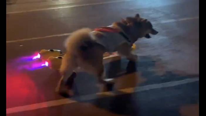 Işıklı kaykayıyla gezen köpek sosyal medyayı salladı