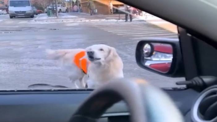 Rehber köpek, yaya geçidinde durmayan sürücülere havlayarak tepki gösterdi!