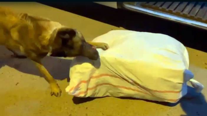 Kırıkkale'de 23 kiloluk uyuşturucuyu cesur köpek buldu