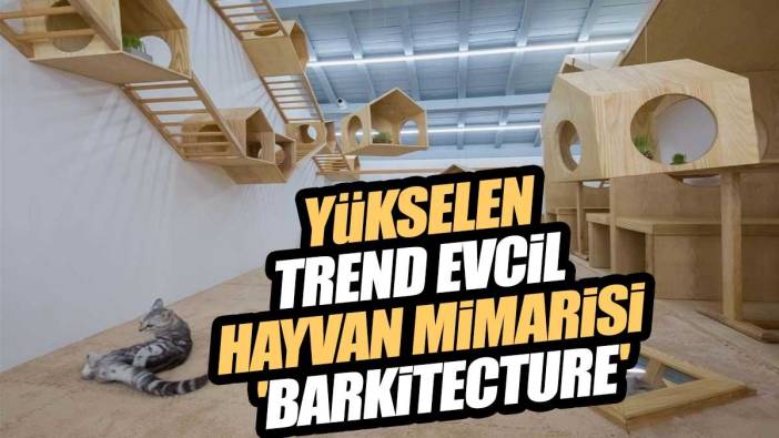 Yükselen Trend Evcil Hayvan Mimarisi 'Barkitecture'