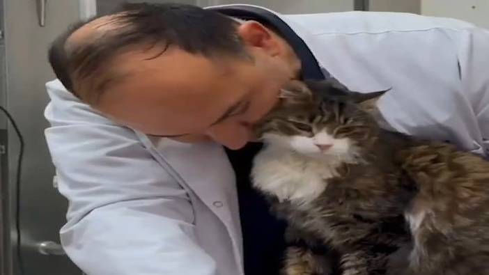 CHP'nin kedisi Şero, hastalık dönemini atlatarak sağlığına kavuştu: 20 yaşına girecek