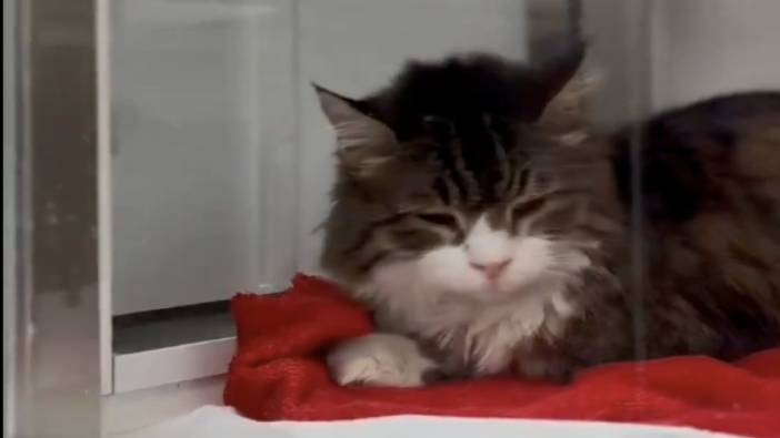 Bir süredir tedavi gören CHP'nin kedisi Şero sağlığına kavuştu