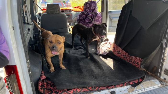 Gaziantep'te yasak ırk 3 köpeğe el kondu