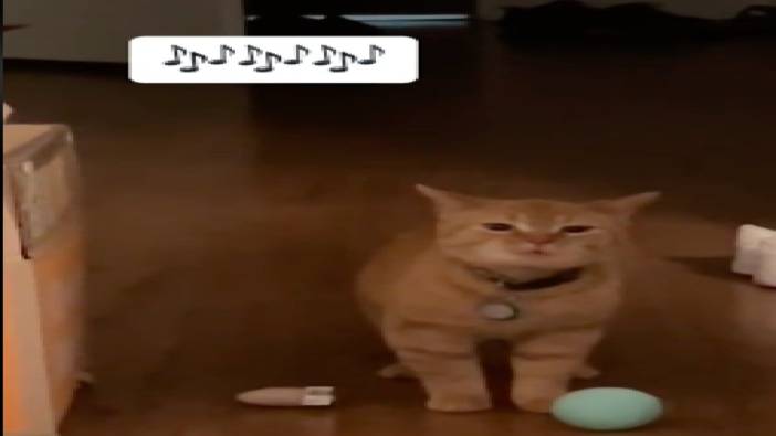 Cala isimli kedinin şarkı söyler gibi miyavlaması sosyal medyada gündem oldu