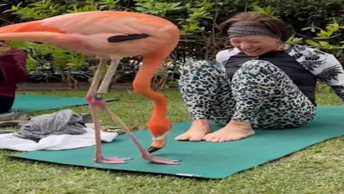 Yoga yapan kadınlara eşlik eden flamingo viral oldu