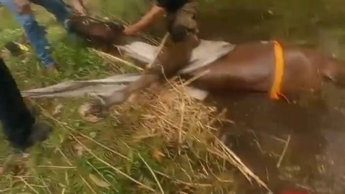Gölete düşen at boğulmaktan son anda kurtarıldı