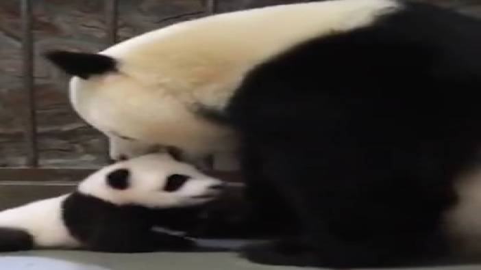 Yavrusuna kavuşan anne pandanın tepkisi viral oldu