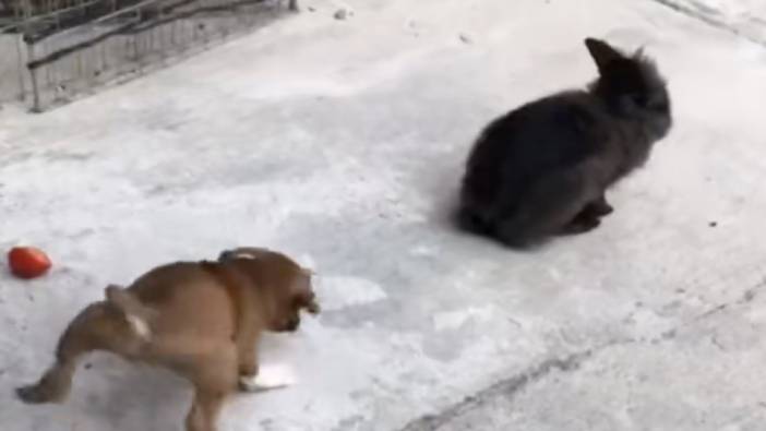 Tavşanla arkadaş olan yavru köpeğin hareketleri görenleri kahkahaya boğdu