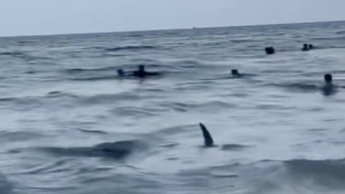 Miami kıyılarında yüzen köpek balığı insanlar arasında panik yarattı