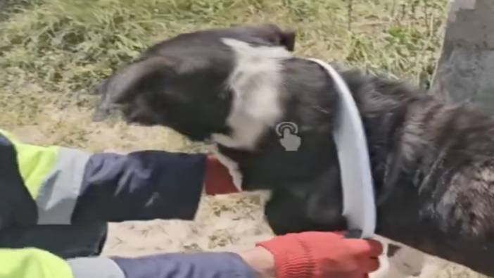 Kafası klozet kapağına sıkışan köpeği kurtarma operasyonu