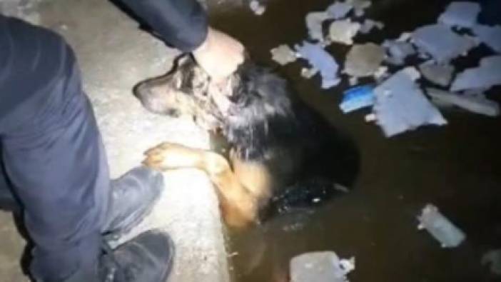 Tokat'ta polisler asansör boşluğunda sıkışan köpeği kurtardı