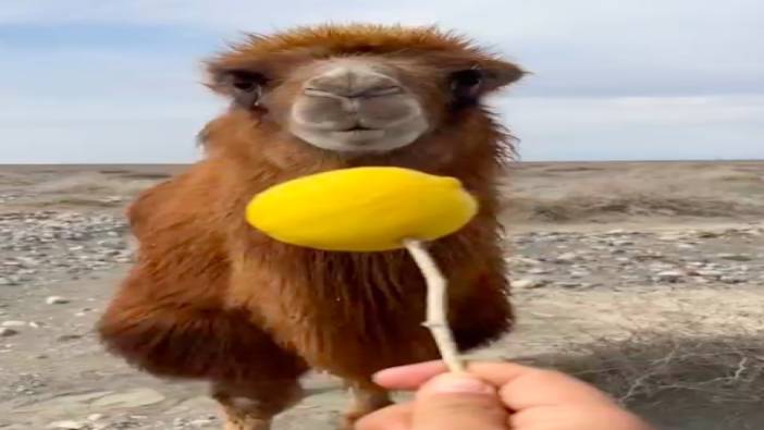 İlk kez limon yiyen devenin tepkisi güldürdü