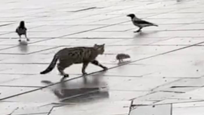 Beşiktaş'ta fareyi kovalayan kedinin sürpriz sonlu videosu güldürdü