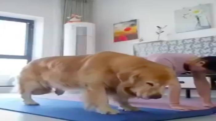 Sahibiyle yoga yapan köpek beğeni topladı