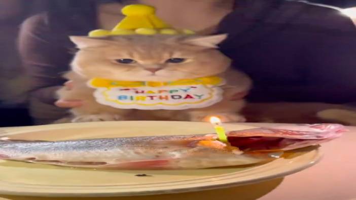 Kedinin doğum günü partisi sosyal medyayı salladı!