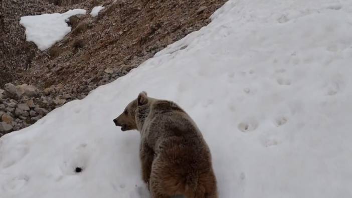 Kış uykusundan kalkan ayılar ve dağ keçileri görüntülendi
